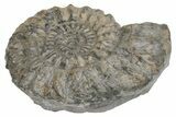 Jurassic Fossil Ammonite (Oistoceras) - United Kingdom #219990-1